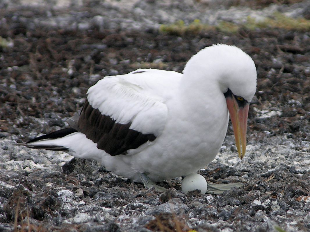 Galapagos 7-1-09 Genovesa Prince Philips Steps Nazca Masked Booby and Egg